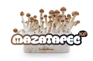 100% MYCELIUM Mazatapec - FreshMushrooms  growkit 1200cc